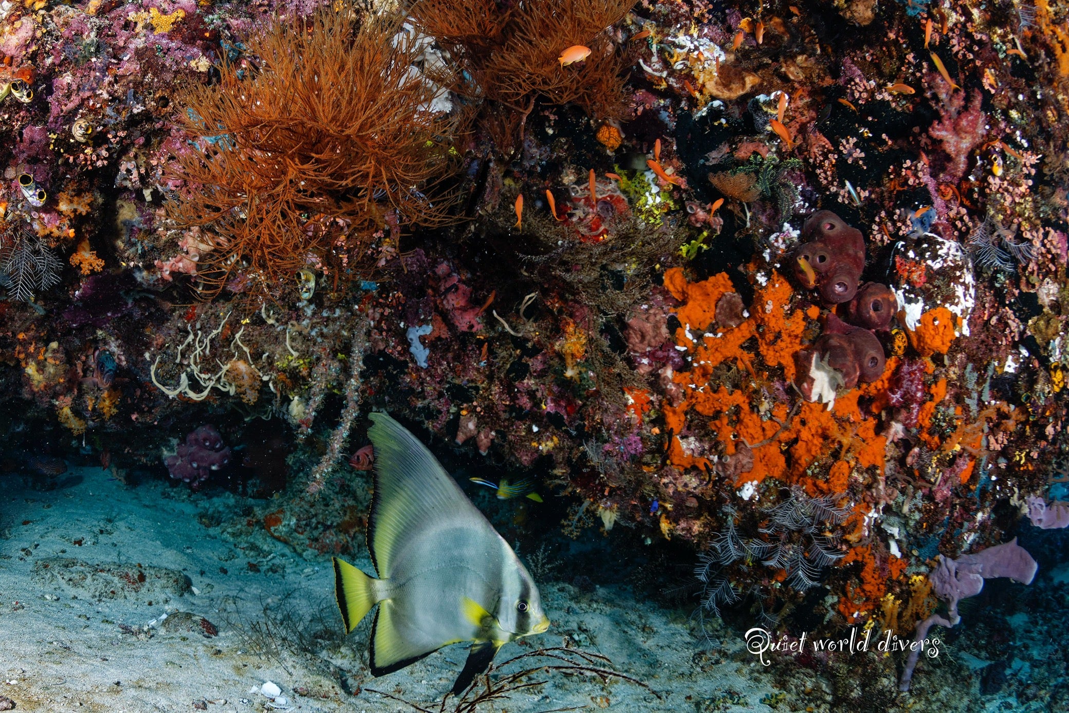 KOMODO INDONESIA TRIP *DEPOSIT ONLY*