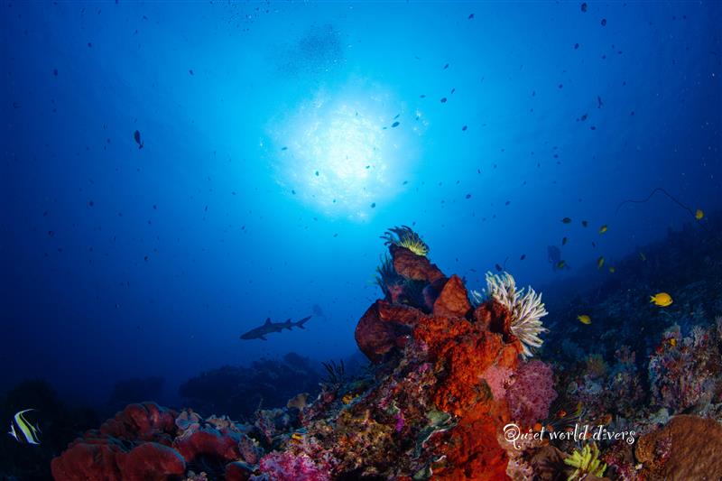KOMODO INDONESIA TRIP *DEPOSIT ONLY*