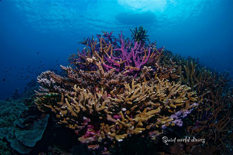 KOMODO INDONESIA TRIP *DEPOSIT ONLY*