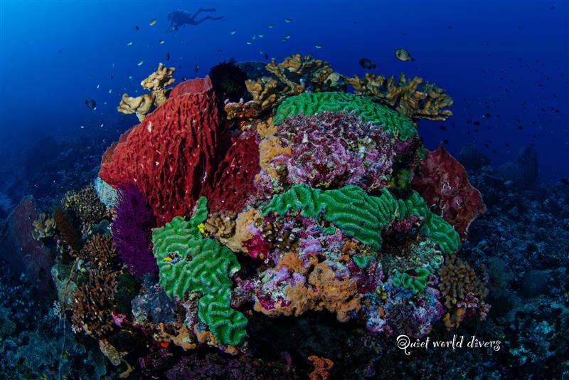 KOMODO INDONESIA TRIP *DEPOSIT ONLY*