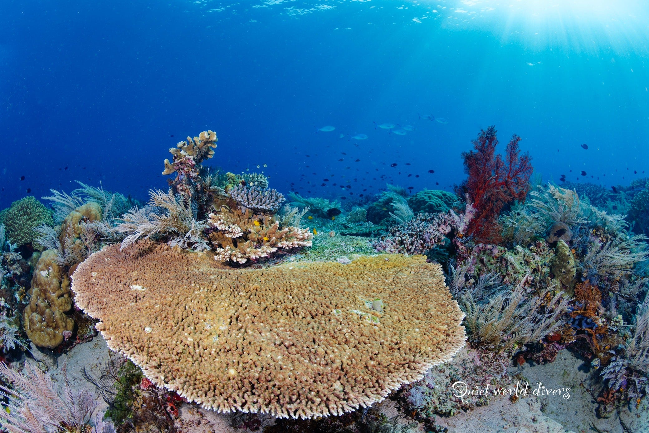 KOMODO INDONESIA TRIP *DEPOSIT ONLY*