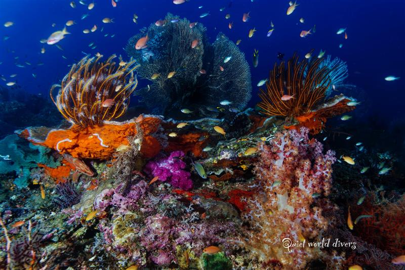 KOMODO INDONESIA TRIP *DEPOSIT ONLY*