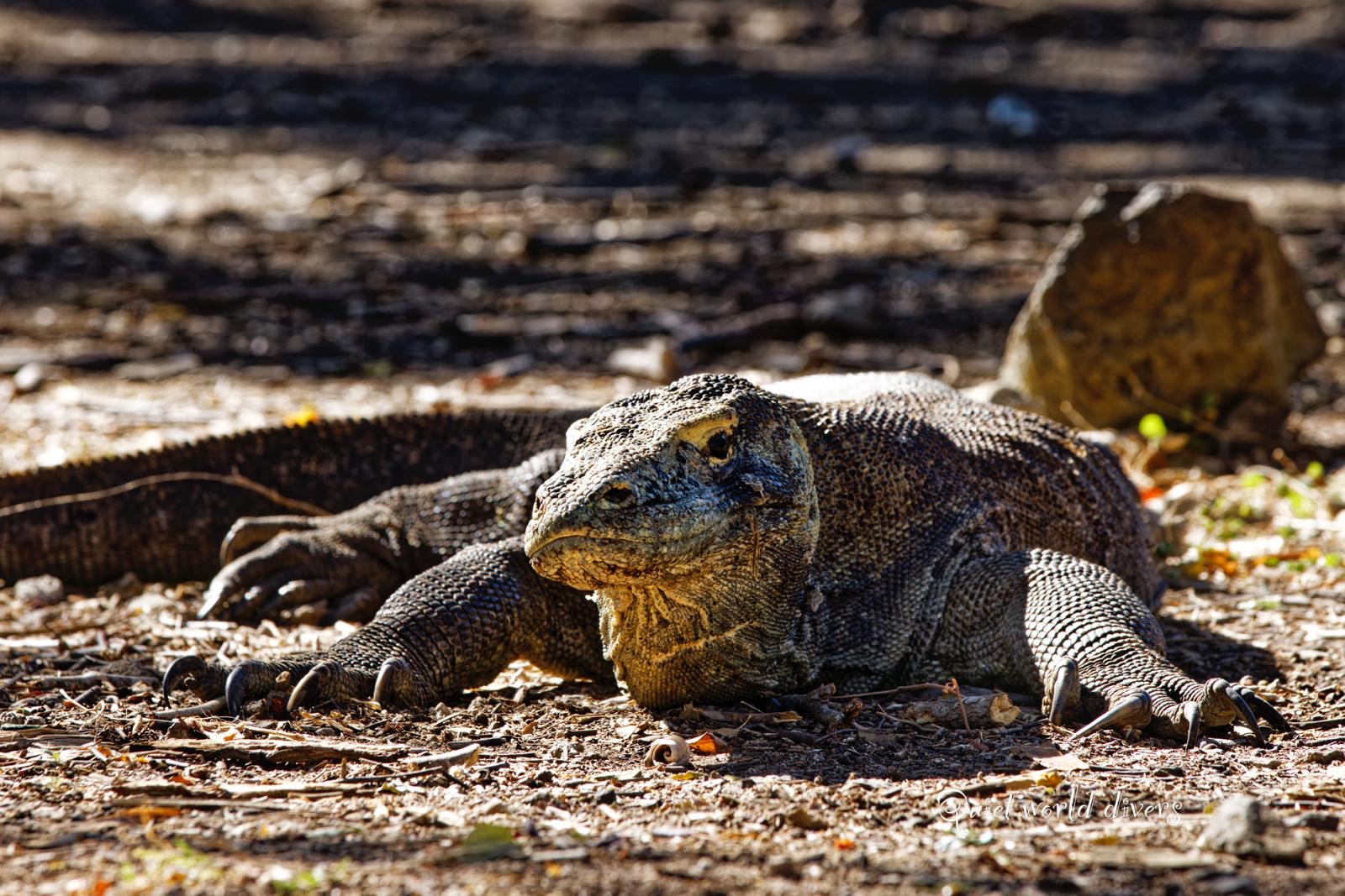 KOMODO INDONESIA TRIP *DEPOSIT ONLY*