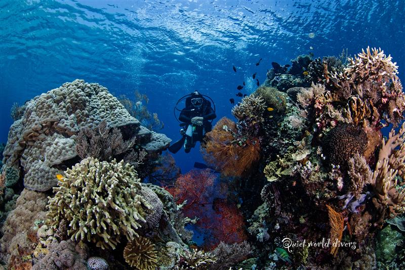 KOMODO INDONESIA TRIP *DEPOSIT ONLY*