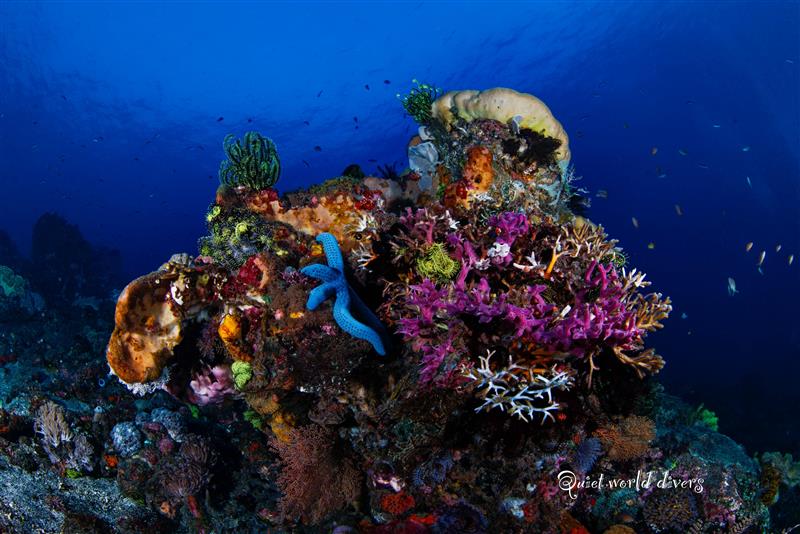 KOMODO INDONESIA TRIP *DEPOSIT ONLY*