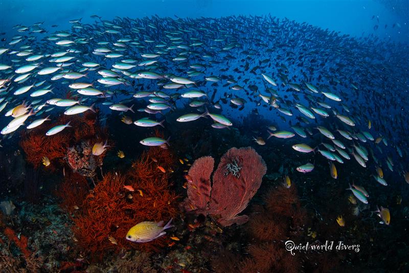 KOMODO INDONESIA TRIP *DEPOSIT ONLY*