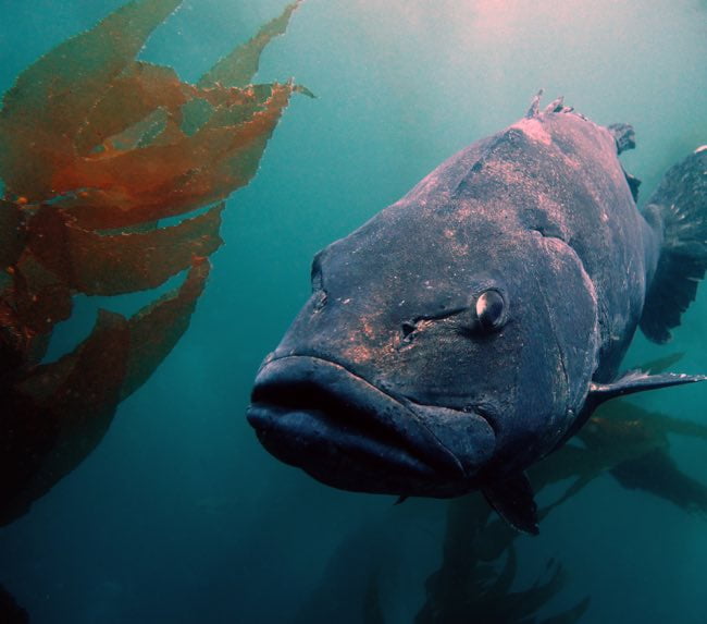 Point Loma Kelp Forest 2-Tank Charter
