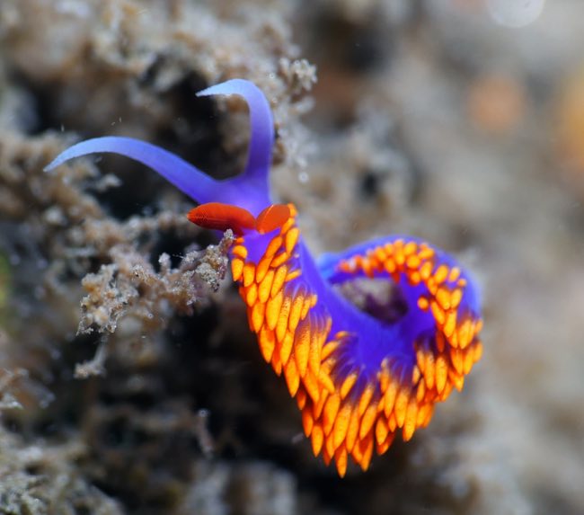 Scripps Canyon 2-Tank Charter