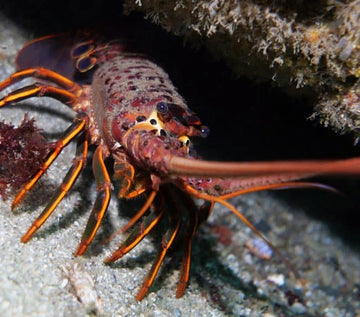 Scripps Canyon 2-Tank Charter