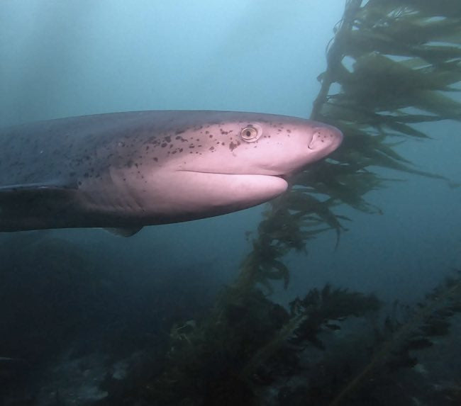 Point Loma Kelp Forest 2-Tank Charter