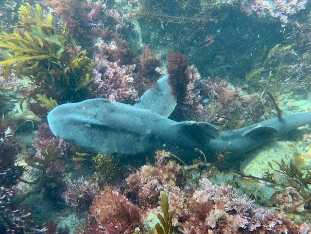 Two Tank - Local Weekend and Night Dives