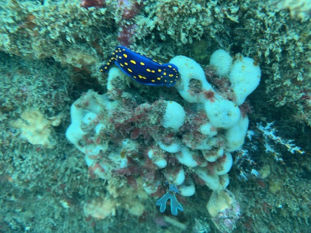 Two Tank - Local Weekend and Night Dives