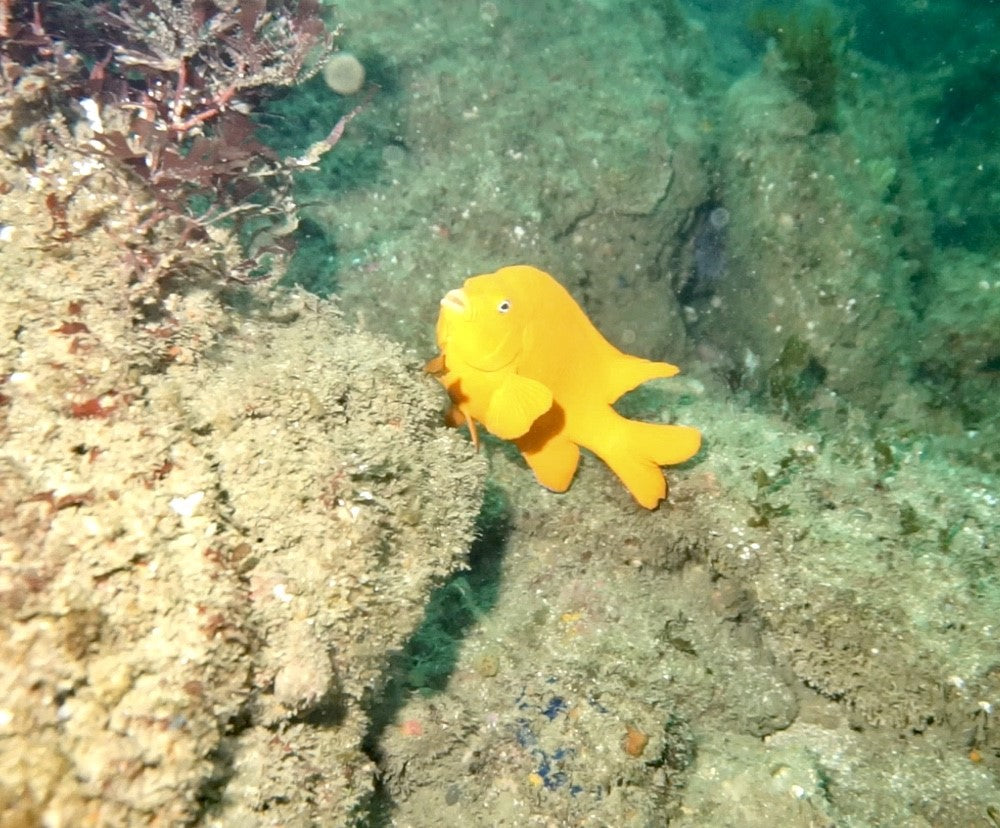 Two Tank - Local Weekend and Night Dives