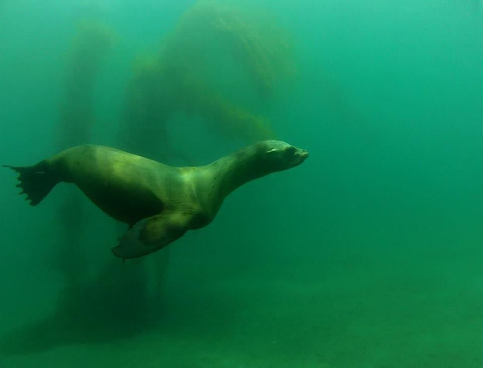 Two Tank - Local Weekend and Night Dives