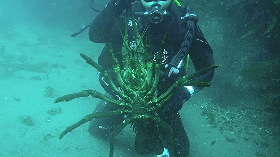 Underwater Kenetics Remora Blunt - Dive N' Surf