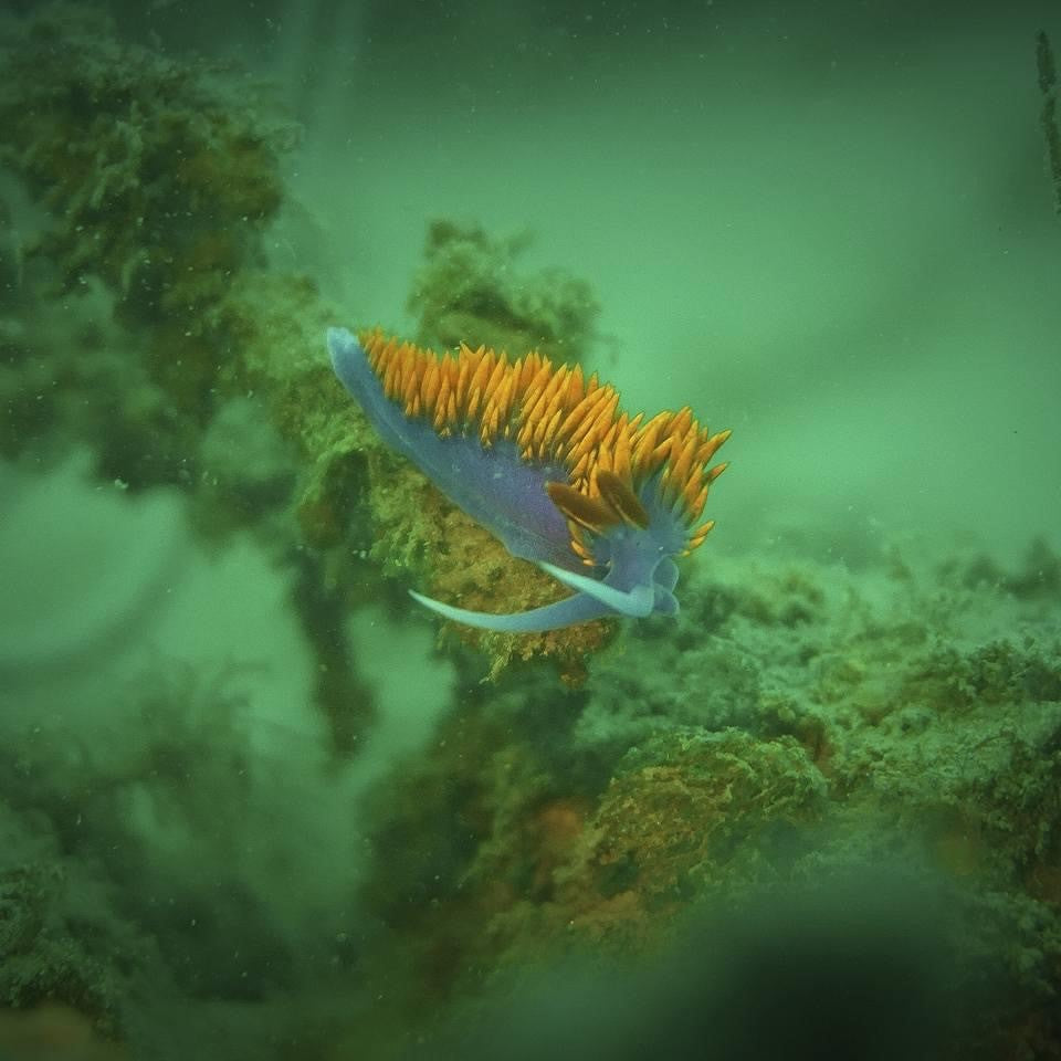 Two Tank - Local Weekend and Night Dives