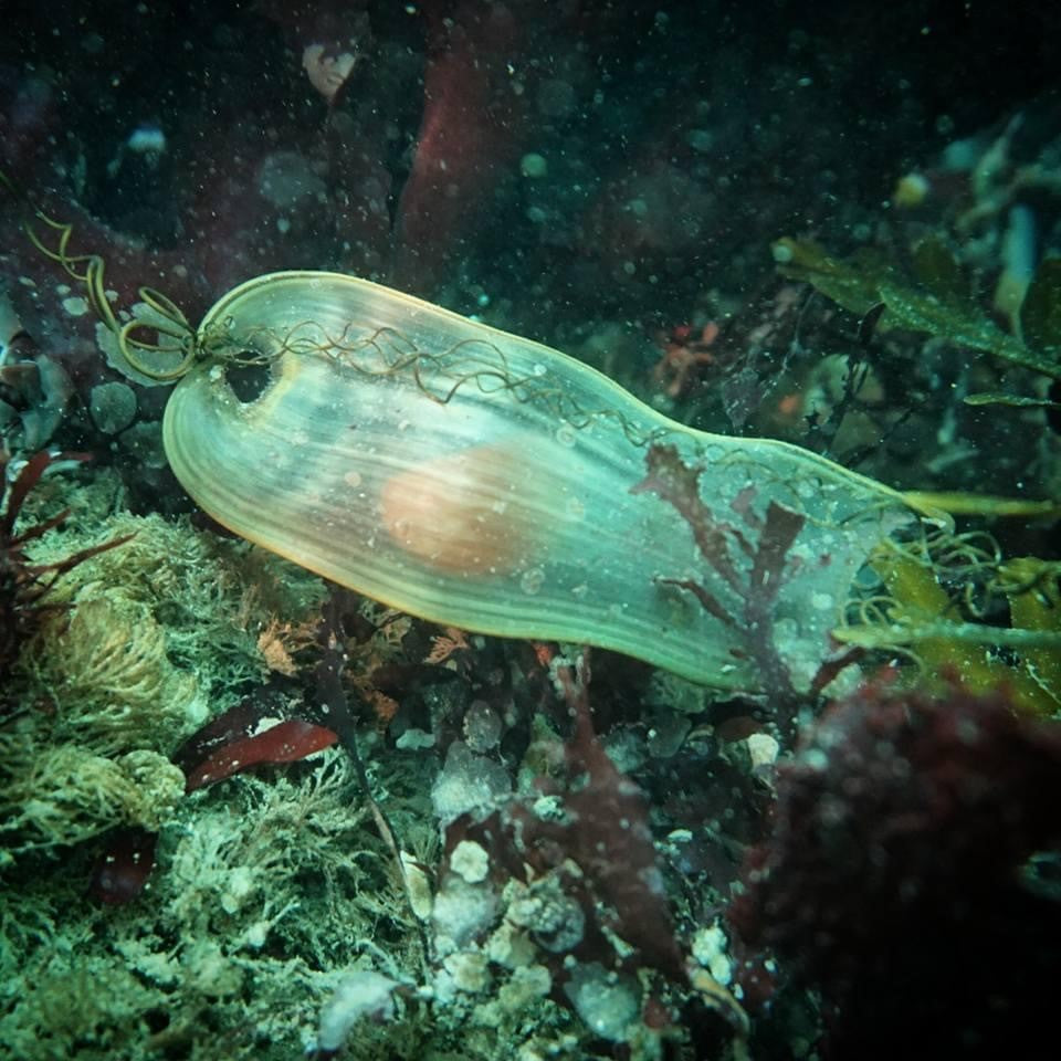 Two Tank - Local Weekend and Night Dives