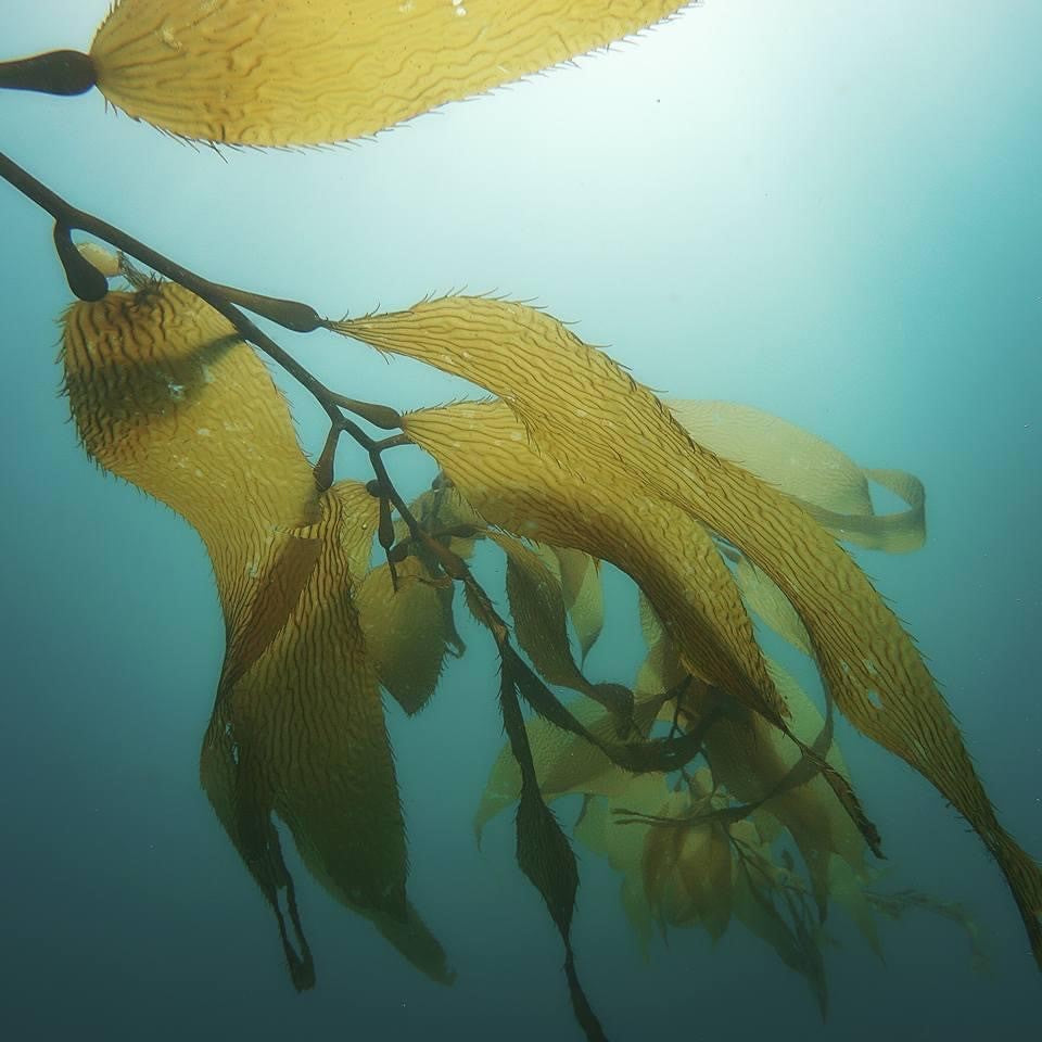 Two Tank - Local Weekend and Night Dives