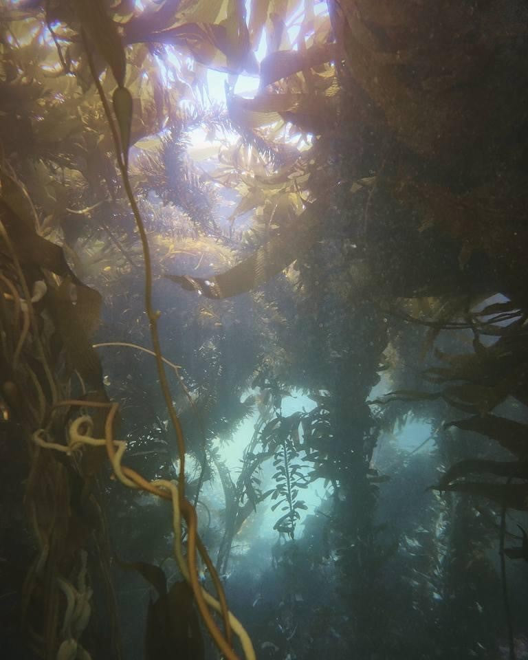 Two Tank - Local Weekend and Night Dives