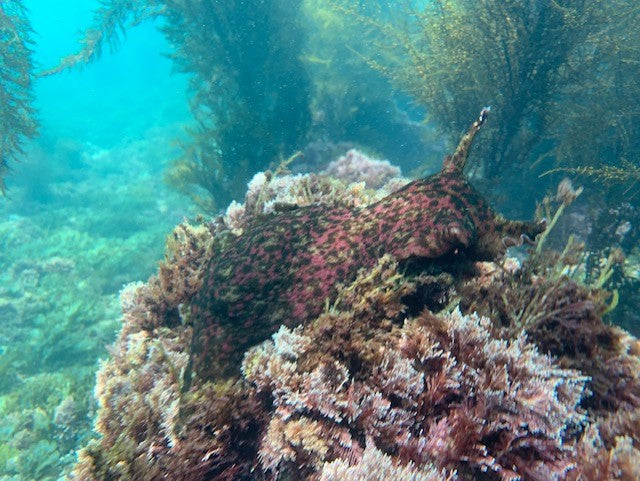 Two Tank - Local Weekend and Night Dives