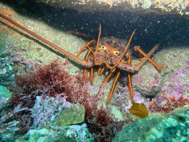 Two Tank - Local Weekend and Night Dives