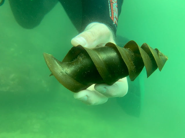 Two Tank - Local Weekend and Night Dives