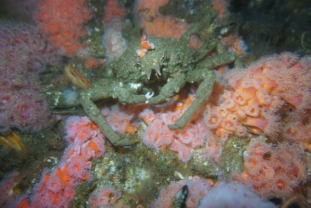 Two Tank - Local Weekend and Night Dives